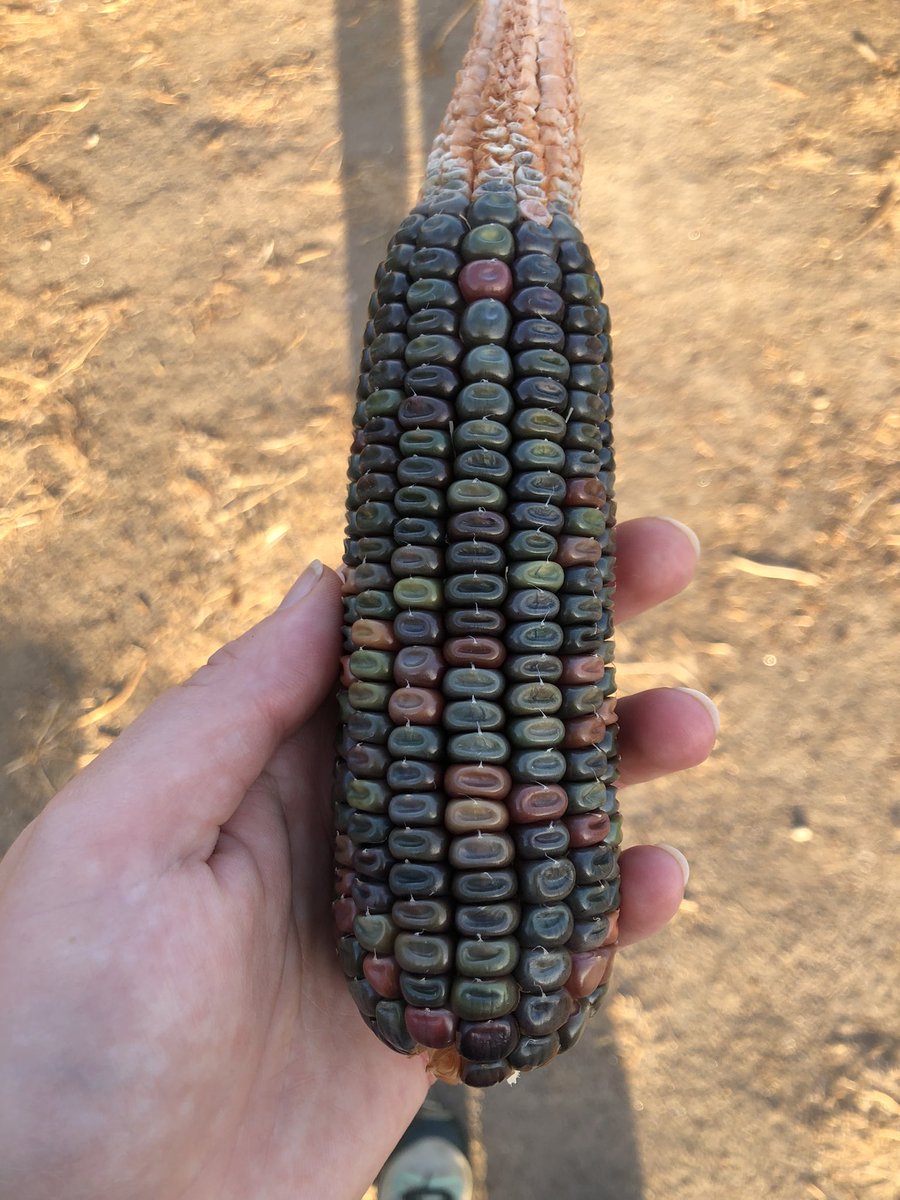 invertenerd's tweet photo. Pretty corn! https://t.co/ODZpYW8ZoR