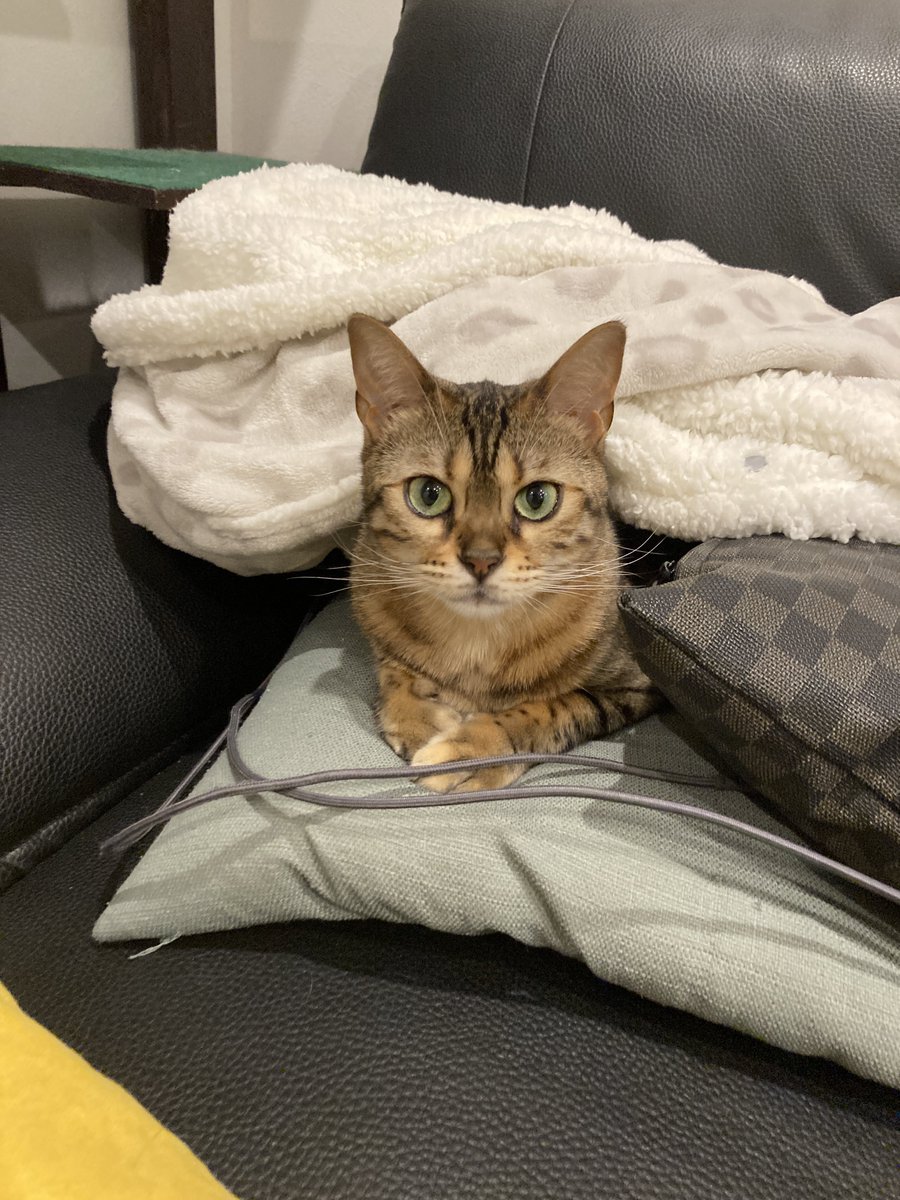 tawamurecat's tweet photo. いかがいたしましたか？ https://t.co/YrfVYgoBjZ