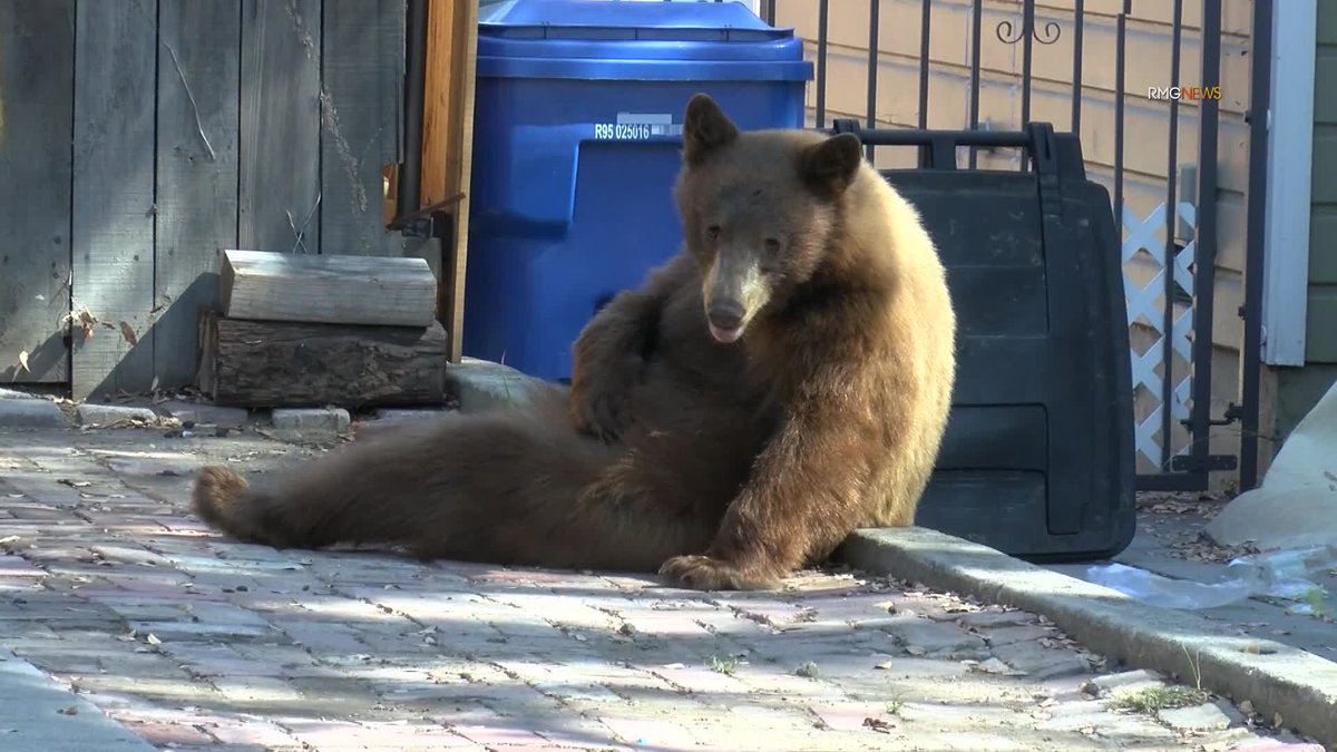 RMGNews's tweet photo. Black bear poses for the camera while out for a Saturday afternoon stroll in Monrovia. https://t.co/Xqo2Vz6X4h