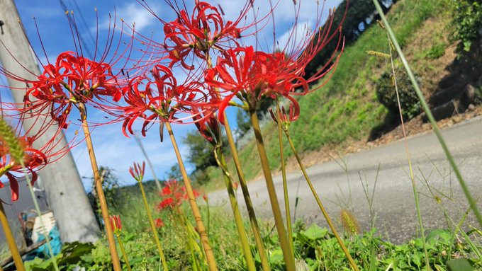 健康診断近いので朝さんぽ 