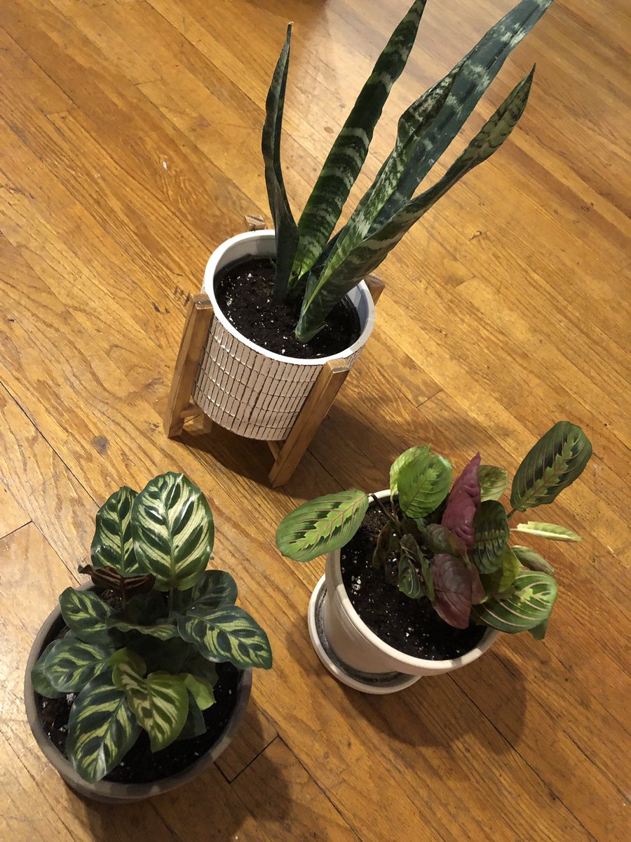 Today’s houseplant sale at <a href="/QCBotanical/">QC Botanical Center</a> was the closest thing I’ll get to Black Friday-style shopping… #QCThatsWhere