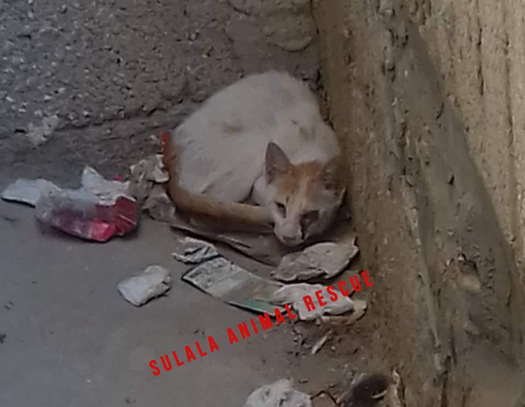 SulalaSociety's tweet photo. The stray animals of Gaza... we wish we could save them all!
#rescuepup
#cats
#dogs
#rescuedog
#rescuedogsofin
#stagram
#dogsofinstagra
#savedogs #savethedogs🐾#rescue
#rescuepup
#rescuedog
#dogs🐾
#rescuepup
#petlovers
#dogs_cats_anemls
#Animals_Need_Help_Food_care_Mercy https://t.co/Uaws8pjmch