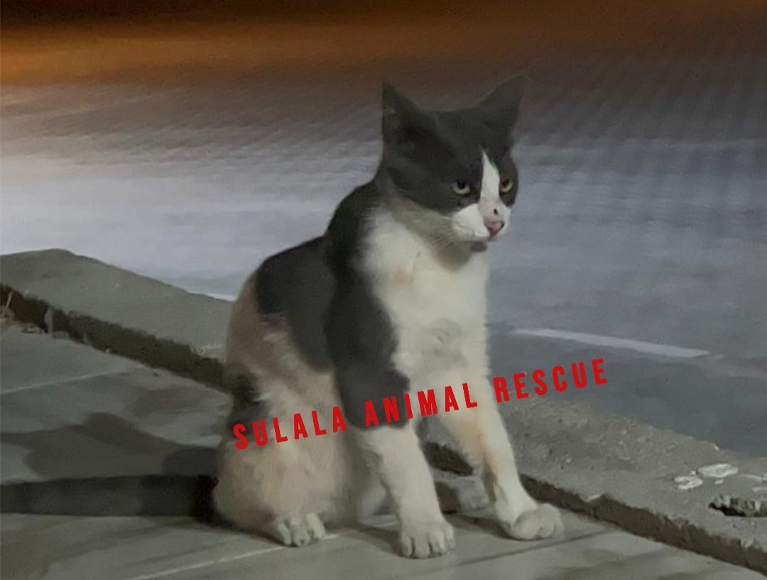 SulalaSociety's tweet photo. The stray animals of Gaza... we wish we could save them all!
#rescuepup
#cats
#dogs
#rescuedog
#rescuedogsofin
#stagram
#dogsofinstagra
#savedogs #savethedogs🐾#rescue
#rescuepup
#rescuedog
#dogs🐾
#rescuepup
#petlovers
#dogs_cats_anemls
#Animals_Need_Help_Food_care_Mercy https://t.co/Uaws8pjmch