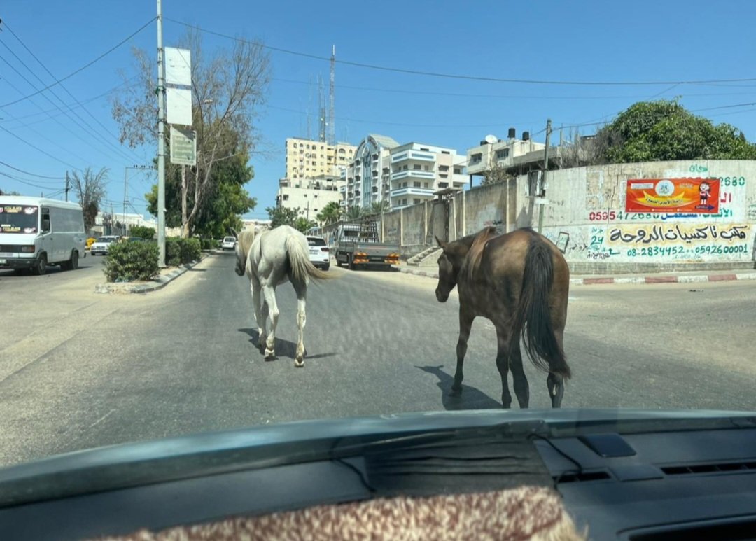 SulalaSociety's tweet photo. The stray animals of Gaza... we wish we could save them all!
#rescuepup
#cats
#dogs
#rescuedog
#rescuedogsofin
#stagram
#dogsofinstagra
#savedogs #savethedogs🐾#rescue
#rescuepup
#rescuedog
#dogs🐾
#rescuepup
#petlovers
#dogs_cats_anemls
#Animals_Need_Help_Food_care_Mercy https://t.co/Uaws8pjmch