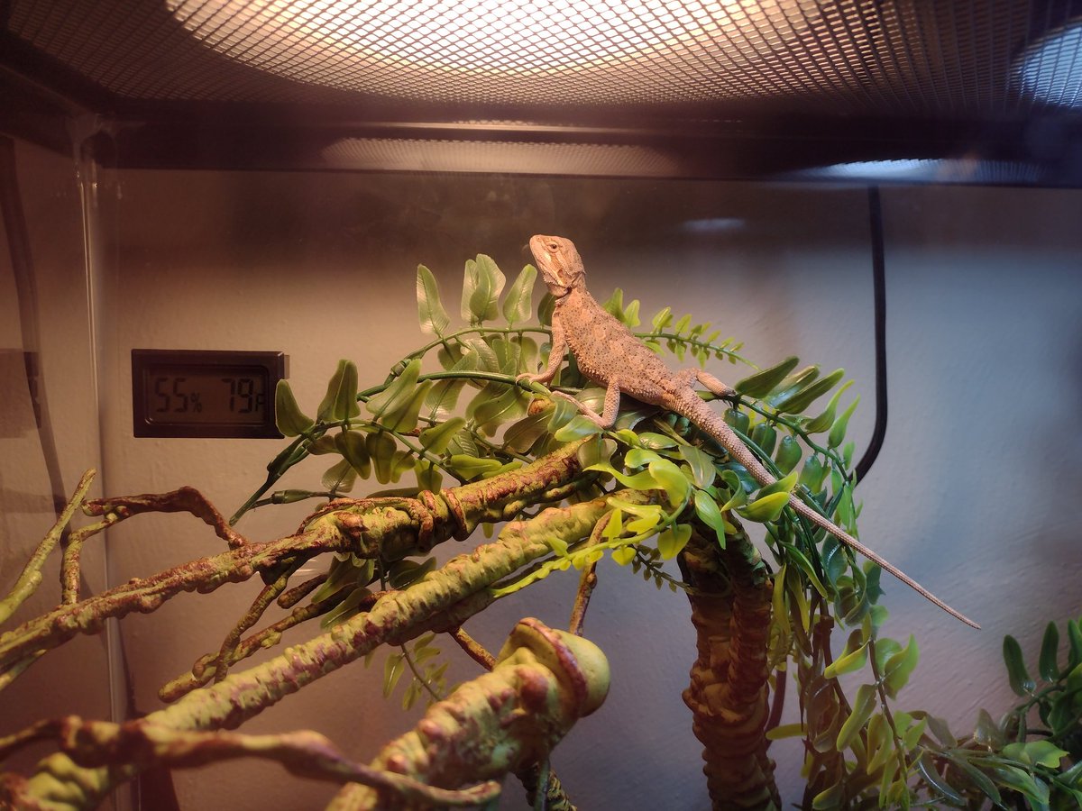 got_jenna's tweet photo. Everyone I want you to meet someone ..I just got them today &amp; not sure if it's a boy or girl yet but their name is cammy the beardie. I just brought them home about an hour ago &amp; just held them for the first time!! ☺️ Love it already . It also already ate 2 super worms lol https://t.co/E4quNok0V6