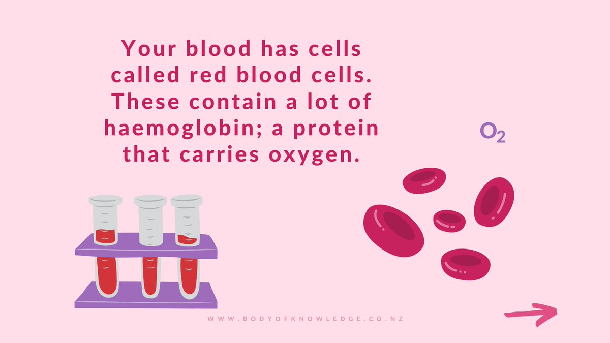 BodyOKnowledge's tweet photo. Happy Sunday! Did you know this fun fact about why blood is red? 💡 #STEM #ScienceIsAwesome #Scicomm https://t.co/yjB84ipH55