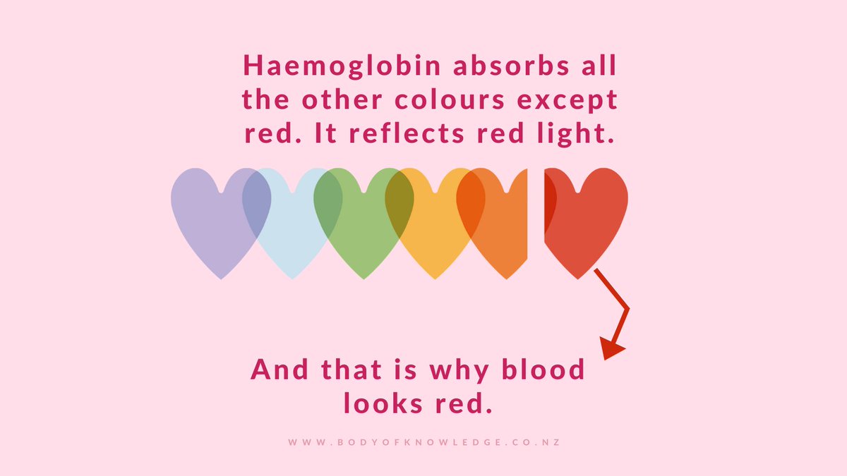 BodyOKnowledge's tweet photo. Happy Sunday! Did you know this fun fact about why blood is red? 💡 #STEM #ScienceIsAwesome #Scicomm https://t.co/yjB84ipH55
