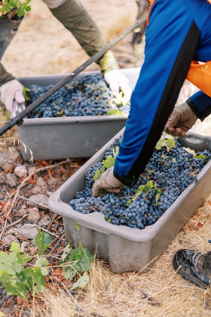 Harvest 2022 is over! Our cab was picked yesterday, just ahead of the rain.

Next up on Monday -- Our new and improved website and the Trestle Glen Vineyards Wine Club! We can't wait!