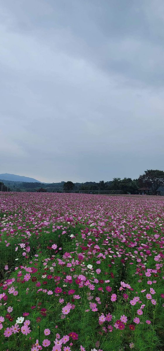 Young Ja Park (@fbi00119m) on Twitter photo 