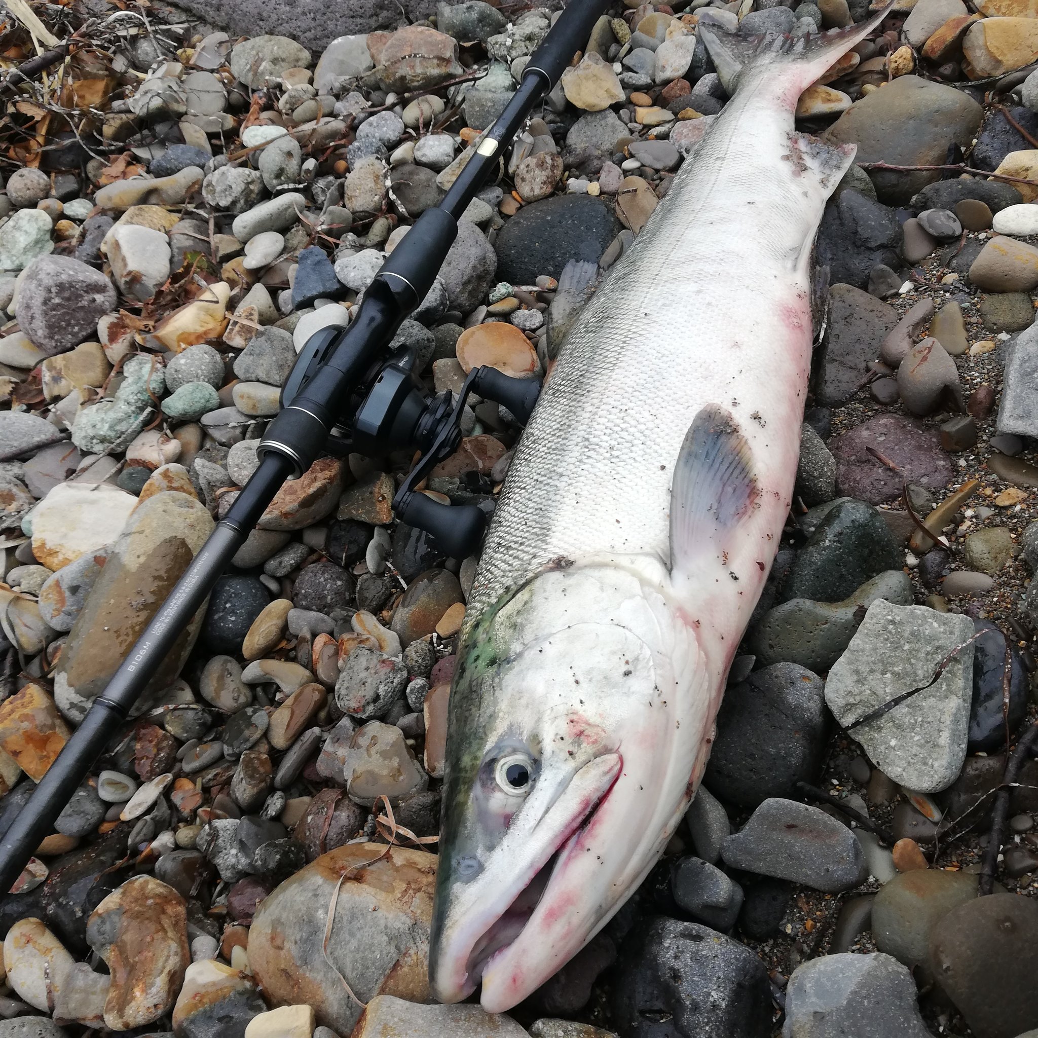 道東 釣り 情報 ギブミーフイッシュ Makoto946 Twitter