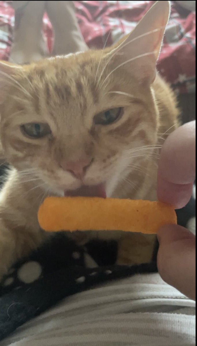 KLC473's tweet photo. #Caturday #CatsOnTwitter #gingercat #wotsit https://t.co/SxXIhDyT7K