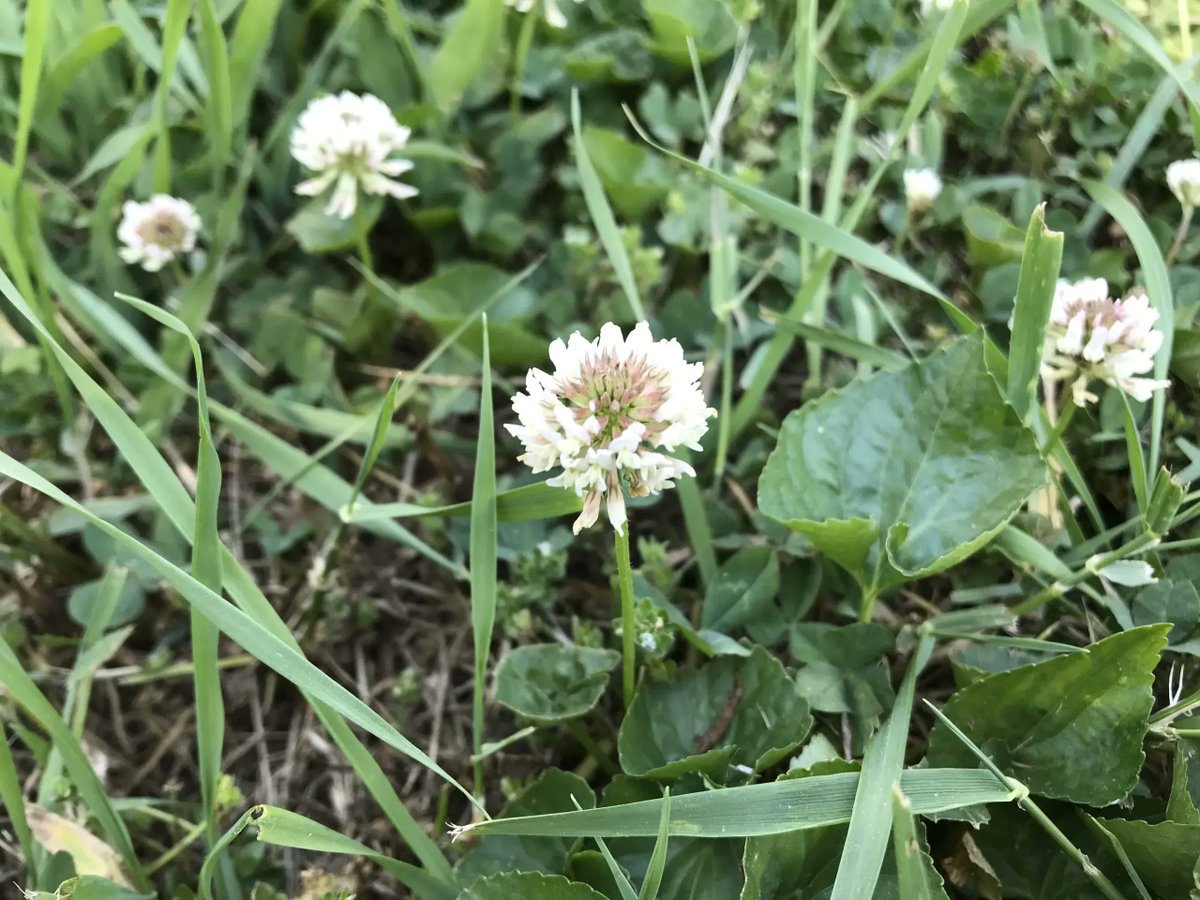 Advanced Turf tweet media