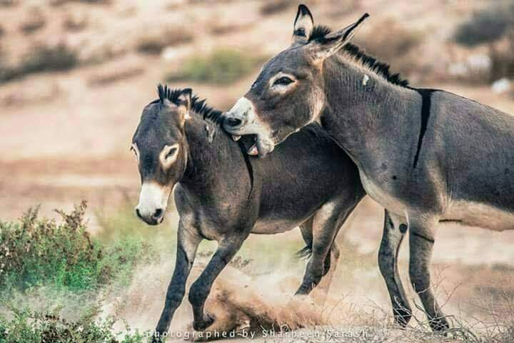 عاموس قباص ال سالم.، tweet media