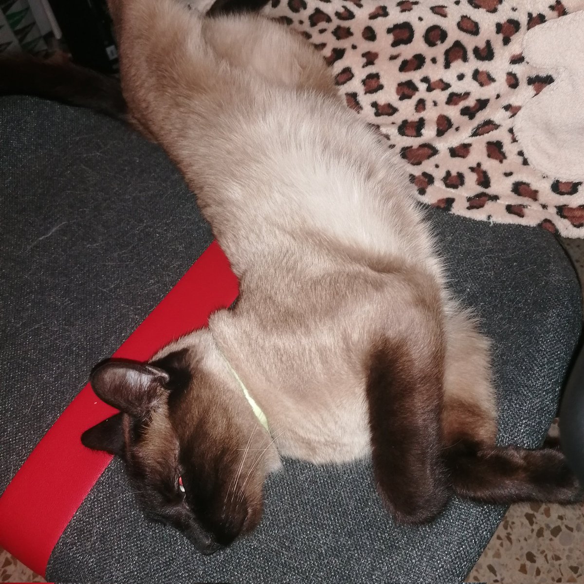 CafeConOreos's tweet photo. Nueva silla nueva cama. Grasias Karen https://t.co/5Vc0xbmPTv