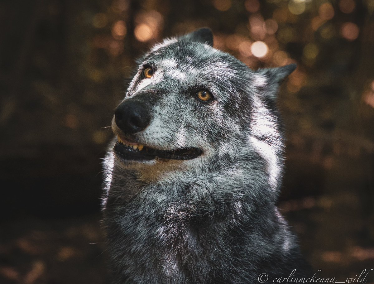 cmckm11's tweet photo. smiley kiowa the gray wolf 🐺 https://t.co/1JgznwRU73