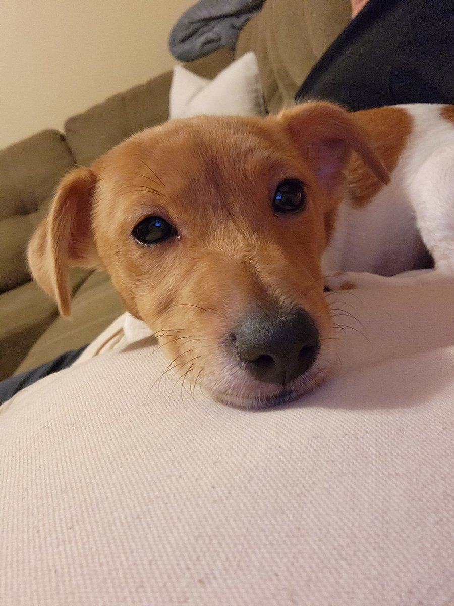 Enrique__24's tweet photo. Tengo al perrito del GIF de la caminadora y la patita https://t.co/dqL296bGwA