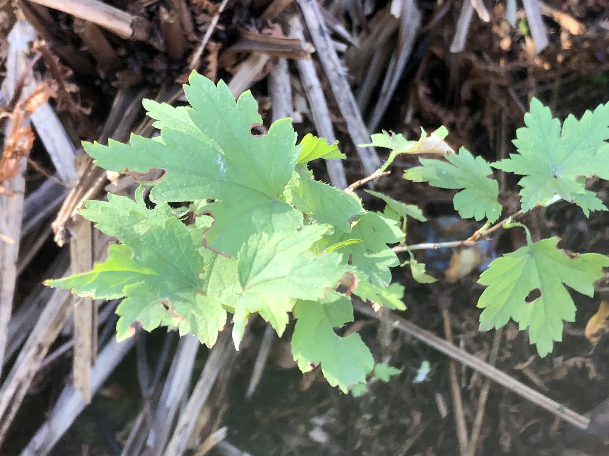 rdevelice's tweet photo. Here’s a current (Ribes spp.) buried beneath the ostrich ferns in my back yard. Today (September 17, 2022)￼ I trimmed back the ferns and provided the shrub a ‘moment in the sun‘￼. https://t.co/nR52rjZb8v