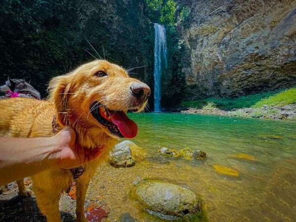 Cabañas + Naturaleza + mejores amigos 🌳🐶👩‍❤️‍👨
¡Así se disfruta en #HostalHaciendaApulco! Es Pet Friendly y cuenta con áreas de descanso, restaurante, spa ¿Vamos?