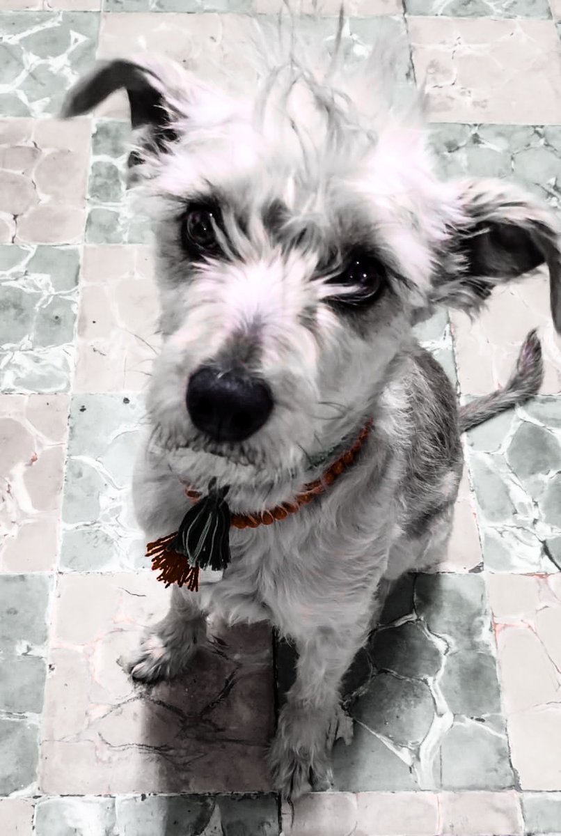 robdiaza's tweet photo. #simon #perroloco https://t.co/xZJocCiDwm