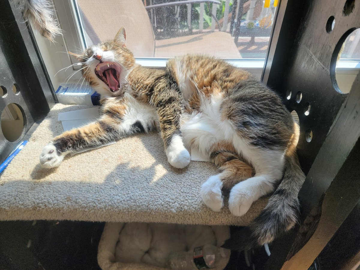 Pinktoebean's tweet photo. Sun puddle !! https://t.co/Vq51GhJz83