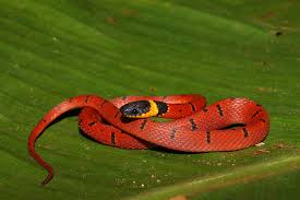 random_snakes's tweet photo. #HowIStayInThePresent I presently snake sh!t TF out.
So, I presently present to you the present of some snakes, cakes and coffee! 🤪🐍🎁
Fun fact: The snakes are red coffee snakes. They are non-venomous and often found near coffee plants. https://t.co/ulxg3K3VRj