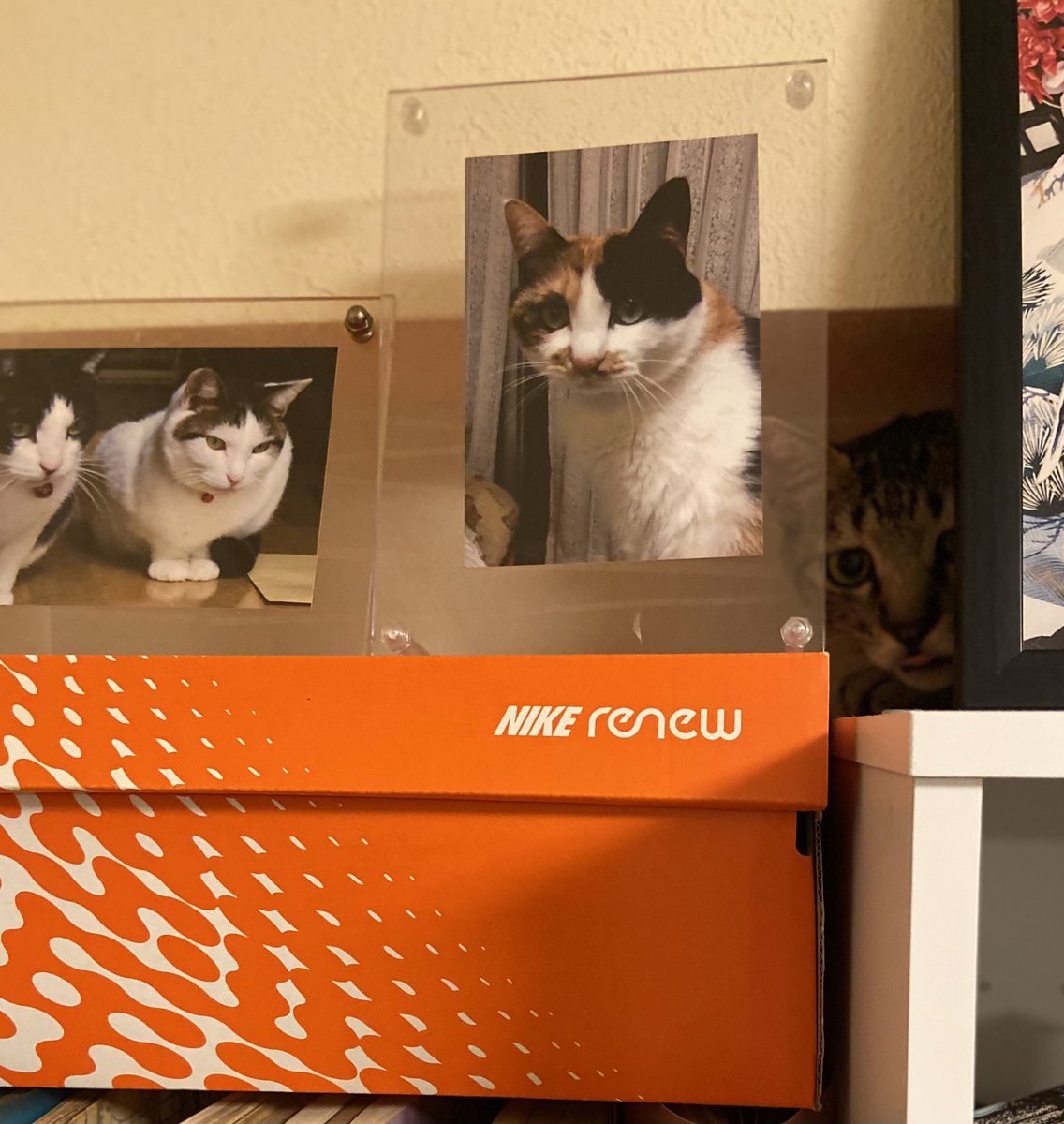先輩ネコにご挨拶？
#ねこ #猫 #一般社団法人KR 本牧犬猫ライフ未来へ繋ぐ会#一般社団法人ＫＲ＃保護猫