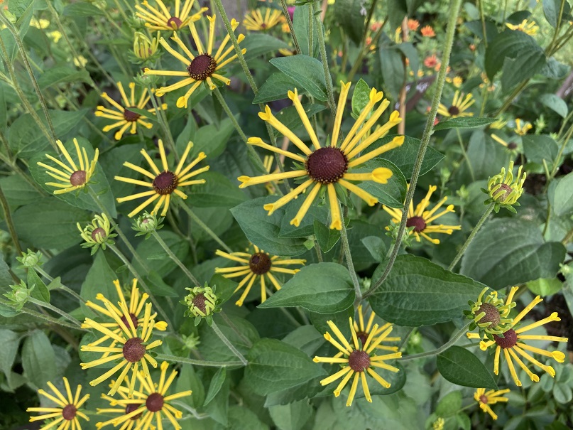 ルドベキア ヘンリーアイラーズ 中央アメリカ原産のキク科の耐寒性多年草です 細い筒状の花弁がユニークで珍しいです 暑さにと乾燥に強く上部で花つきが良く 初夏から秋にかけて次々と花を咲かせます 花には甘い香りがあります 江東区 江東区民ニュース