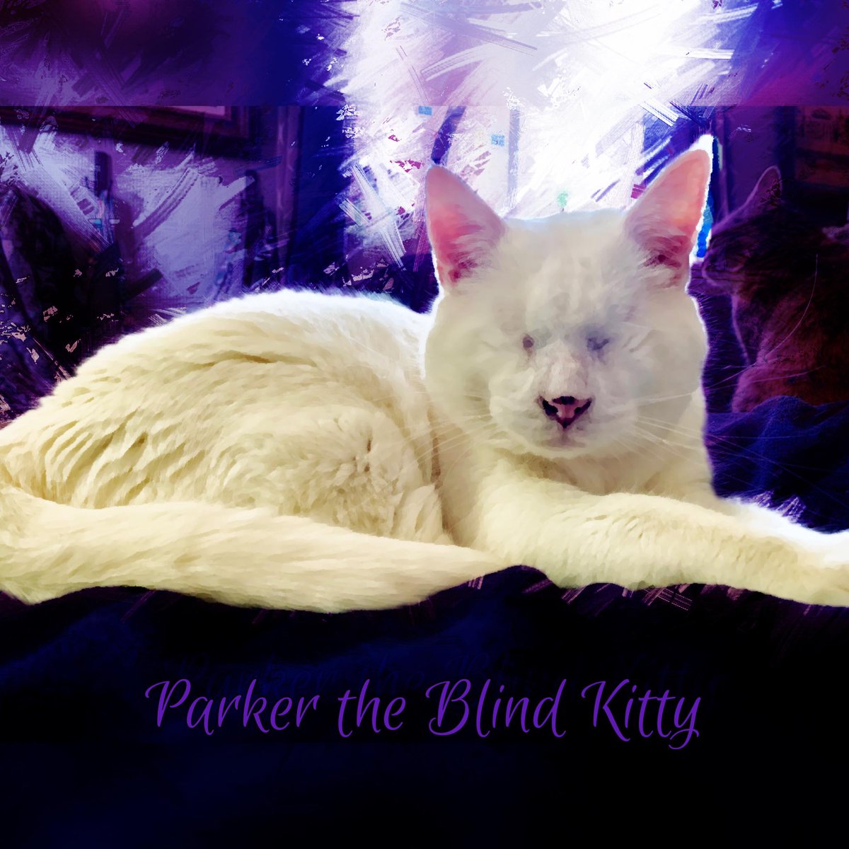 Blind_Parker's tweet photo. #cat #blindcatsrock #catlife #specialneedscats #catstagram #catsoftheworld #blindcats #catlovers #rescuecat #adoptedcats #perfectlyimperfect #catsprotection #catswithdisabilities #parkertheblindkitty #blindkitten #blindkitty #instacat #blindcatsrule #catlover #spayoffixyourpet https://t.co/Af5Cz6e2K1