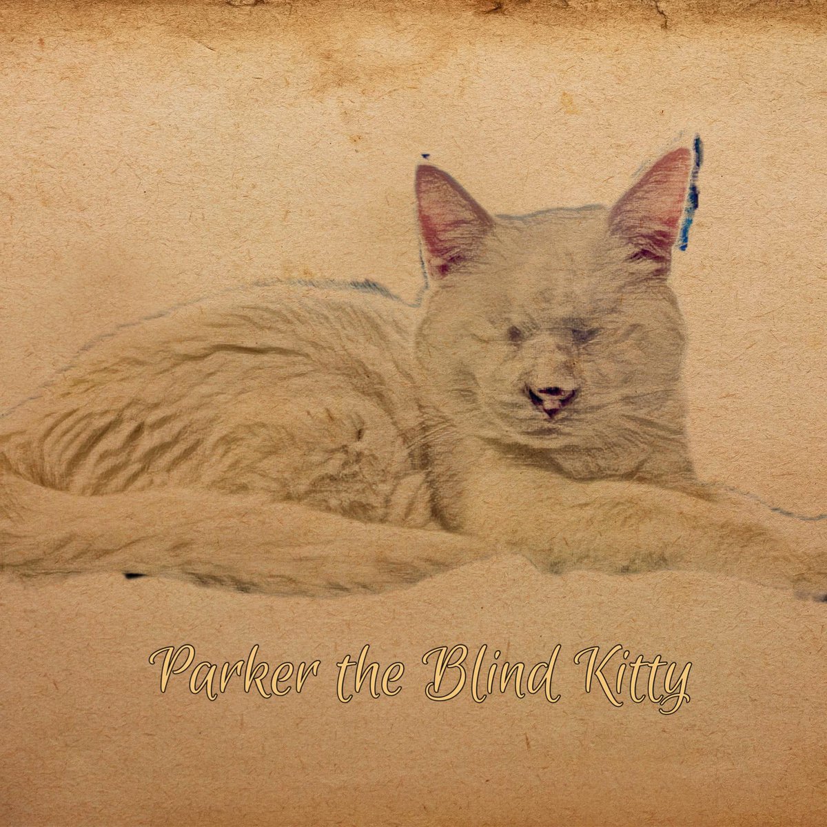 Blind_Parker's tweet photo. #cat #blindcatsrock #catlife #specialneedscats #catstagram #catsoftheworld #blindcats #catlovers #rescuecat #adoptedcats #perfectlyimperfect #catsprotection #catswithdisabilities #parkertheblindkitty #blindkitten #blindkitty #instacat #blindcatsrule #catlover #spayoffixyourpet https://t.co/1vSP87V4Ok
