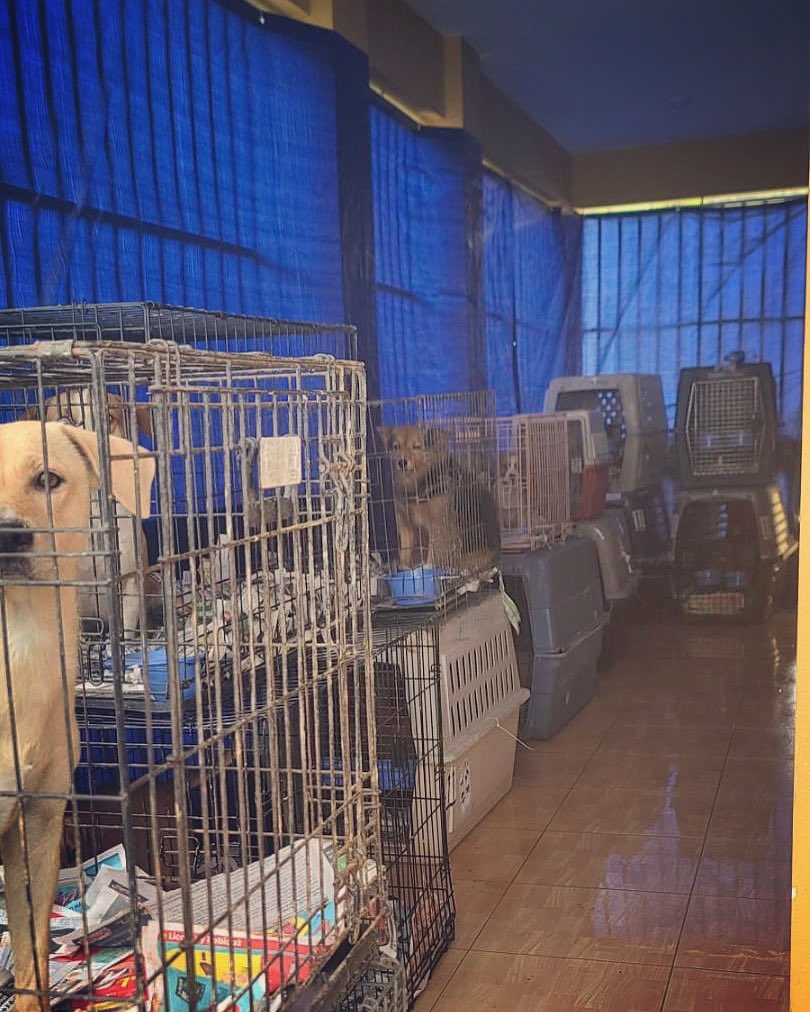 A hurricane warning has been issued for Puerto Rico as Fiona bears down on our island. We’re taking all precautions to protect our rescue dogs and our rescuers. We’re hoping and praying for the best possible outcome. #fiona #PuertoRico