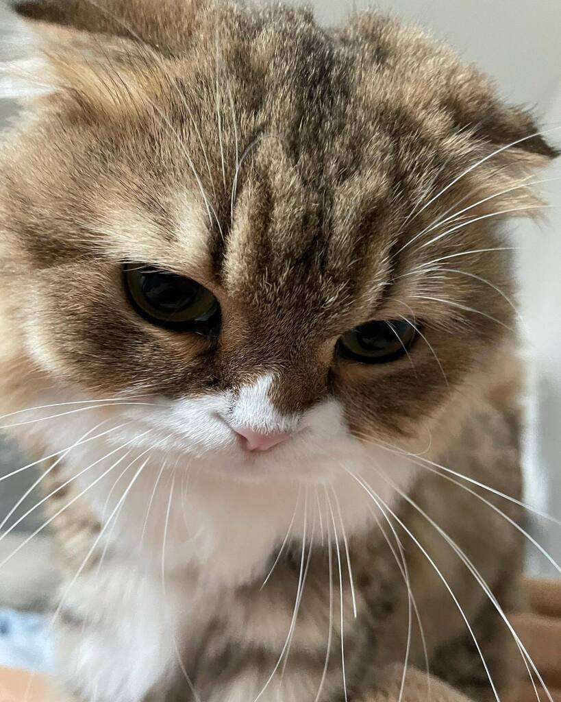 ココぴー おはよう 起こしにきてくれたのね 猫好き 猫好きさんと繋がりたい 猫のいる幸せ 猫のいる暮らし 猫のいる生活 猫 ねこ ネコ ねこ部 かわいい 癒し 動物 Animal Catsoftwitter Cat Catlover 猫好き 猫好きさんと繋がりたい 猫のいる幸せ