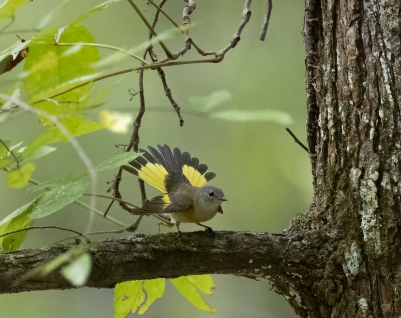KirkSummers8's tweet photo. Yellow-Tailed Tree Turkey, aka American Redstart (female). Follow me on Instagram at  https://t.co/qVYilCjdDL https://t.co/R4EDzX4uQq