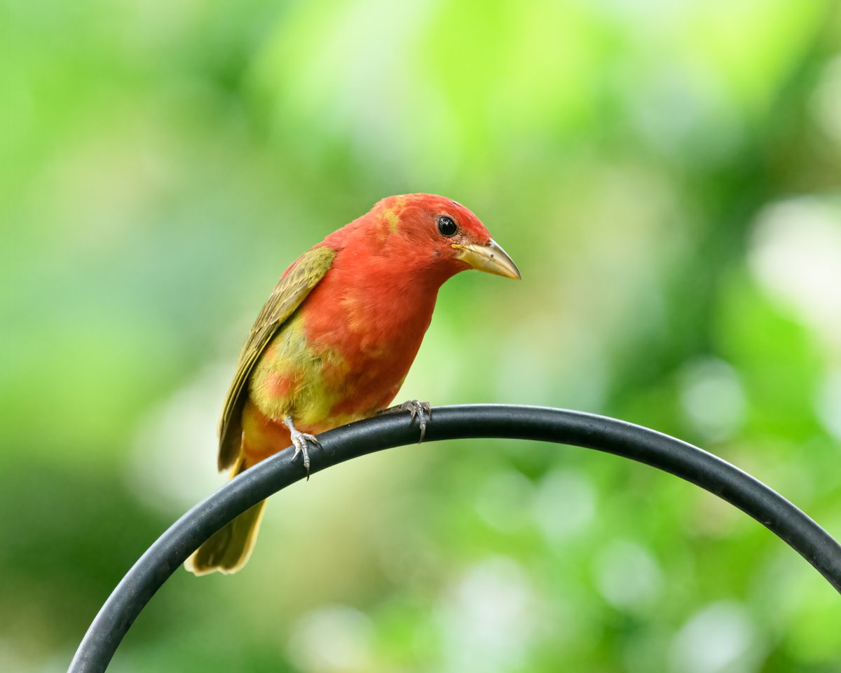 KirkSummers8's tweet photo. A beautiful visitor in Birmingham AL. Follow me at  https://t.co/qVYilCjdDL https://t.co/kxKzSXUmOp