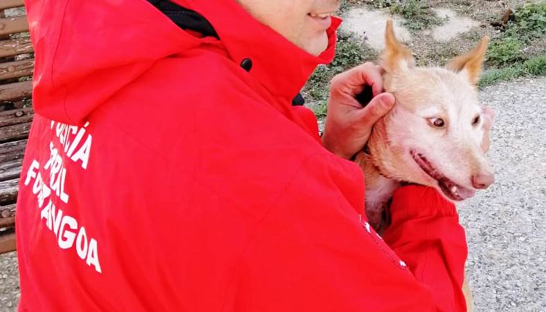 Encontrada en #Tafalla perrica cariñosa, educada y cuidada, sin microchip. Buscamos a su familia, RT porfa...
#PatrullaTafalla