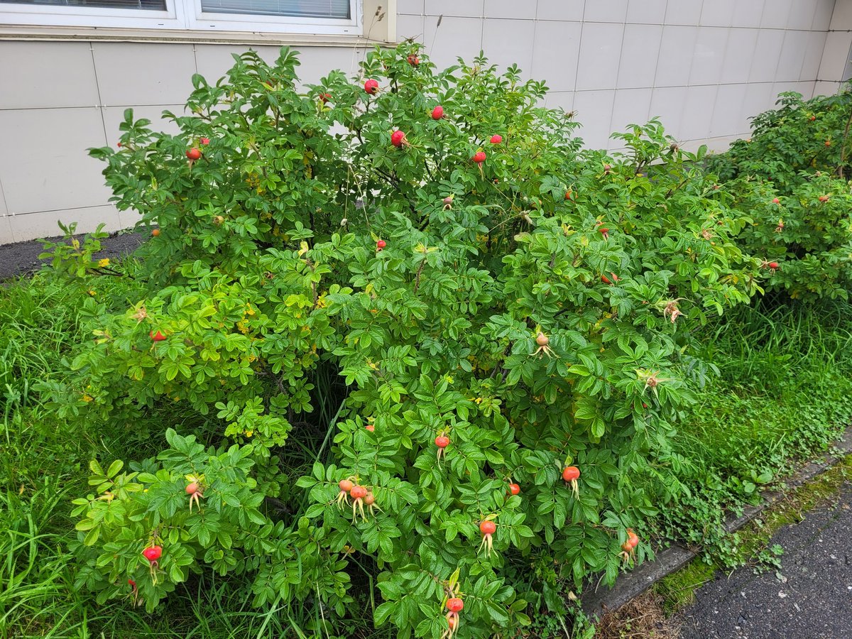 Тэфия tweet media