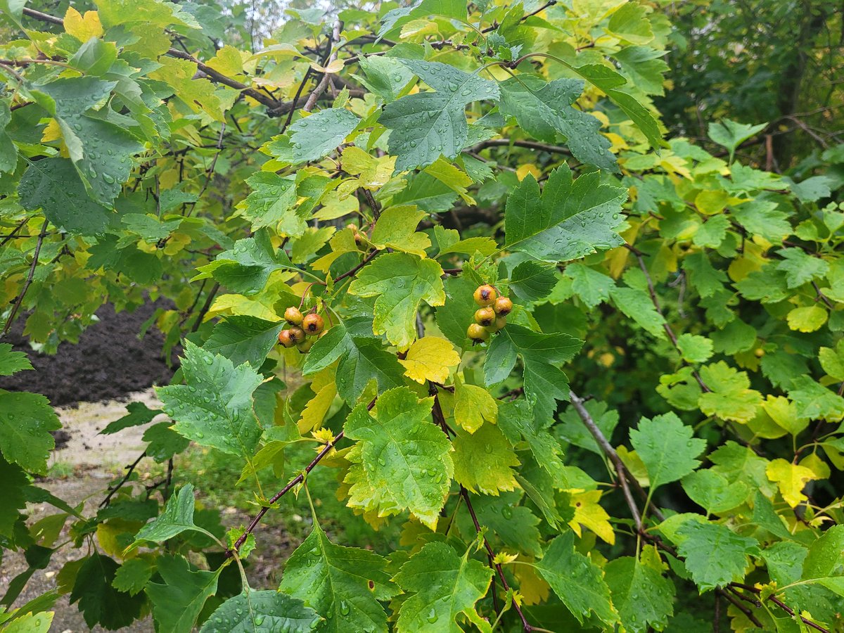 Тэфия tweet media