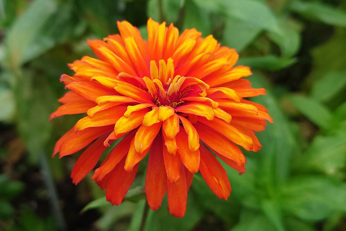 ❤️💛花火のようですね