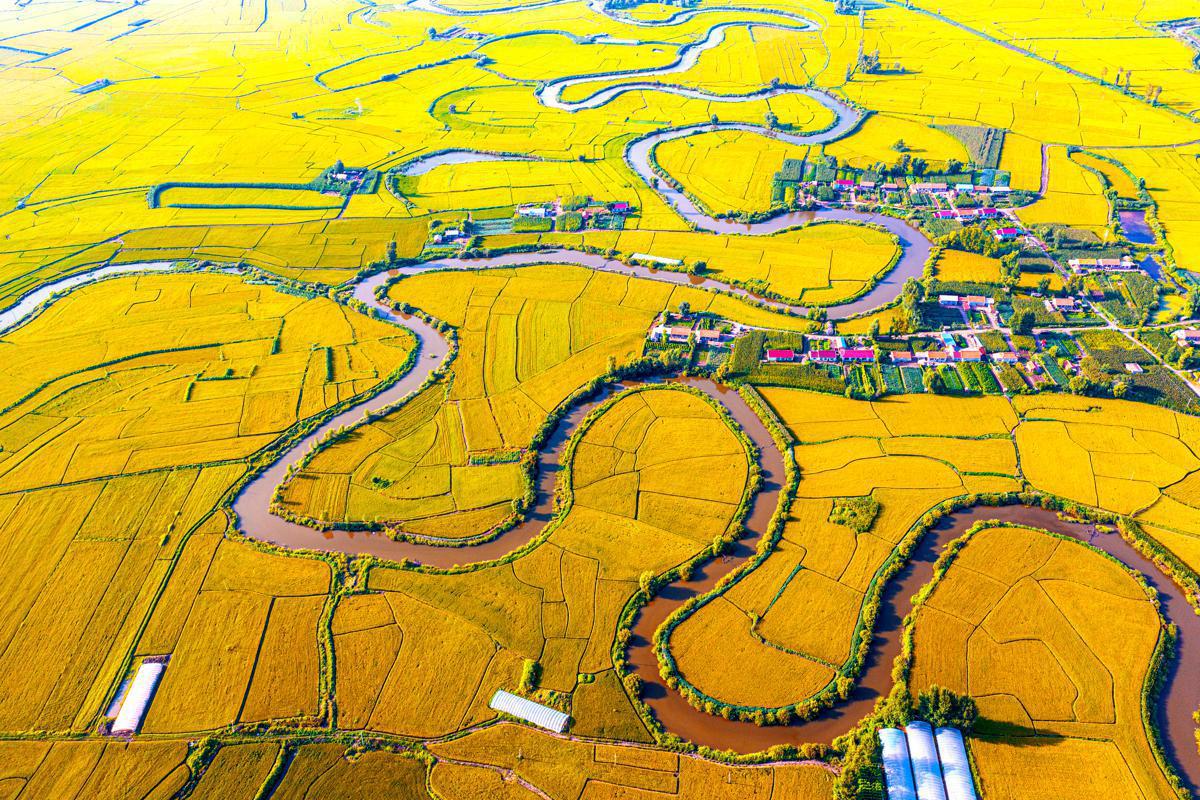 BoundforChina's tweet photo. Farmers in Changchun, #Jilin province, are looking forward to another rich harvest as the rice paddies have entered the mature stage. https://t.co/dGiScm5Ae6