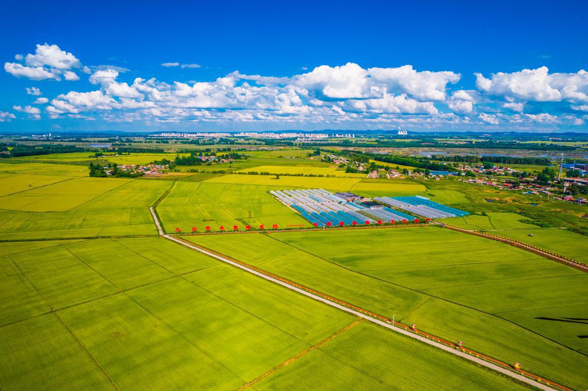 BoundforChina's tweet photo. Farmers in Changchun, #Jilin province, are looking forward to another rich harvest as the rice paddies have entered the mature stage. https://t.co/dGiScm5Ae6