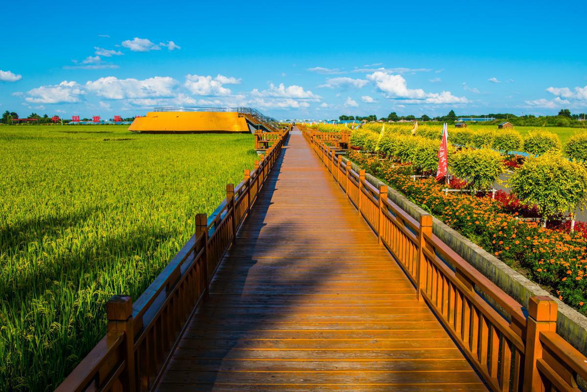 BoundforChina's tweet photo. Farmers in Changchun, #Jilin province, are looking forward to another rich harvest as the rice paddies have entered the mature stage. https://t.co/dGiScm5Ae6