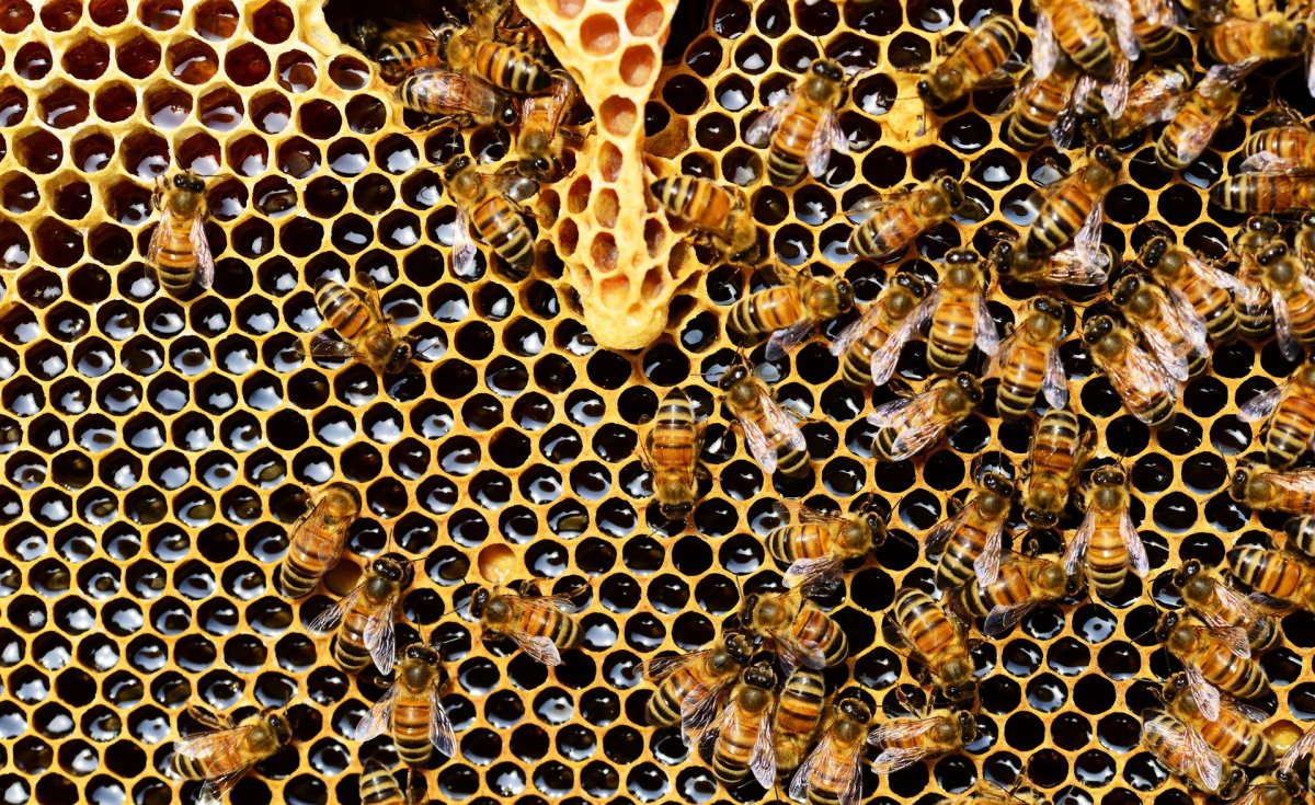 allafrica's tweet photo. Forest Services Pushes for Beekeeping and Crop Farming Model for High Productivity @dailynewstz: https://t.co/Ld7DLj59ZE #Tanzania #TFS #Bees #Cropfarming #crosspolination https://t.co/u8UVgCGgkp