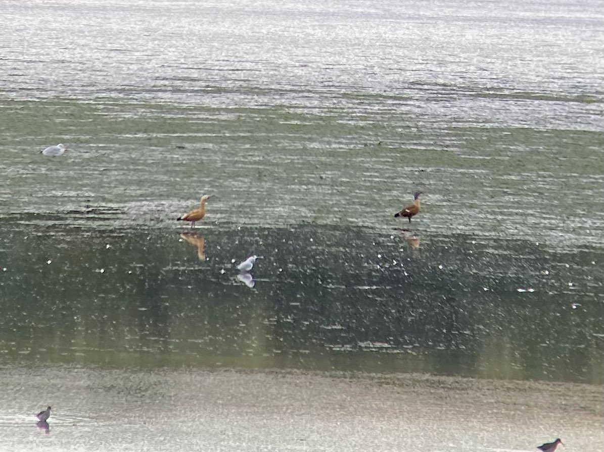 liamreid85's tweet photo. Ruddy Shelduck and Cape Shelduck at Kinneil Lagoon, 8am. Flew off North across the Forth at 8:11am. @UpperForthBirds https://t.co/wAXDlM8Rnj