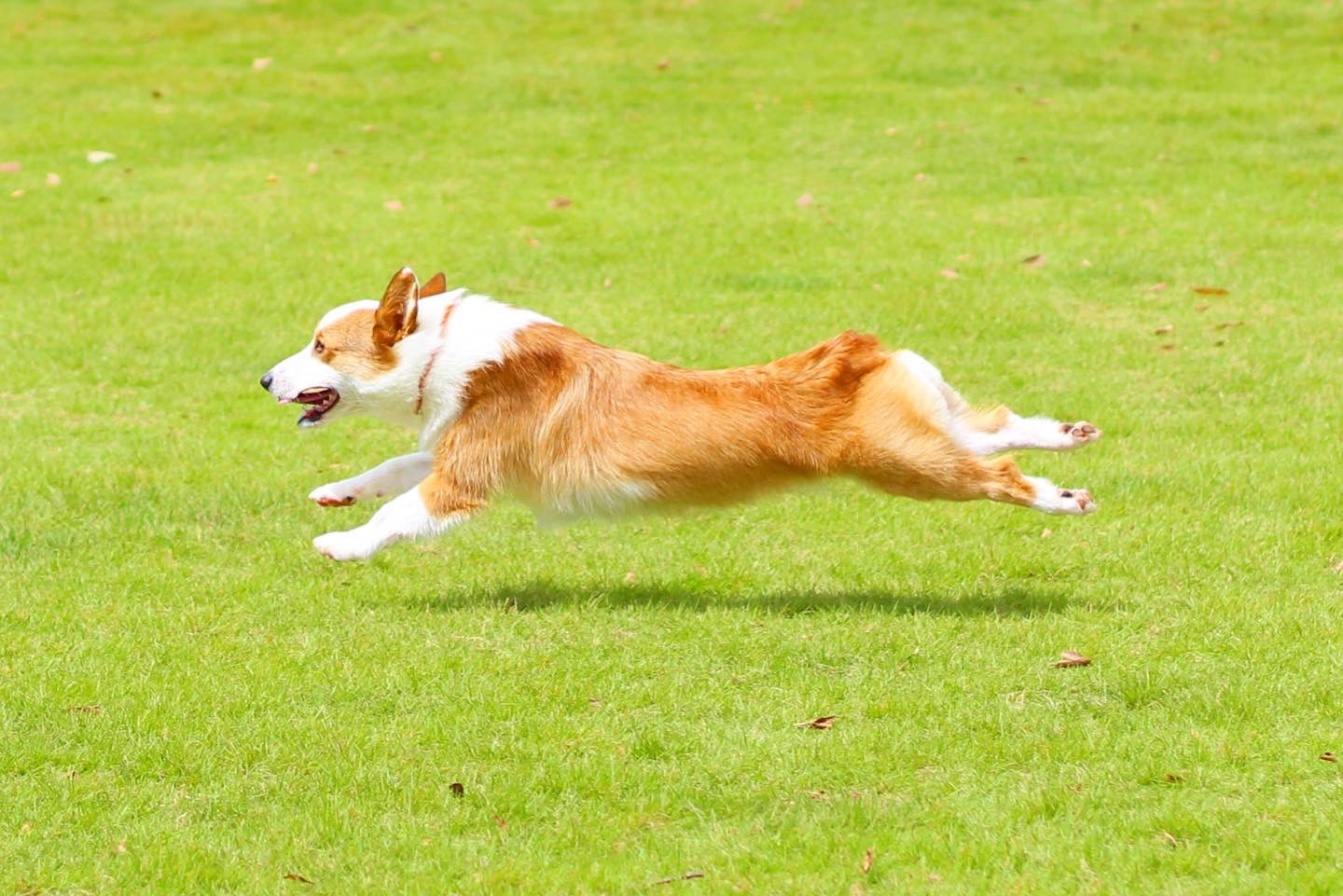 コーギーのラテ Latte Corgilatte123 Twitter