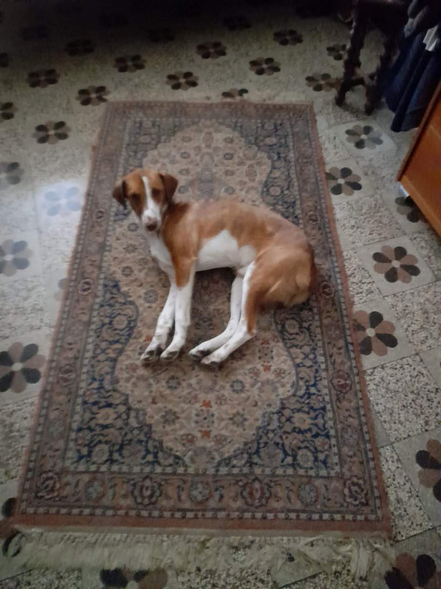 SMARRITO RAUL IN ZONA VIA DELLE ORCHIDEE A RIETI ‼‼‼‼‼‼‼‼‼
Chi dovesse vederlo , cerchi di fermarlo e ci chiami ai : 3484149722 / 3476899976 / 3333768614🆘🆘🆘🆘🆘🆘🆘