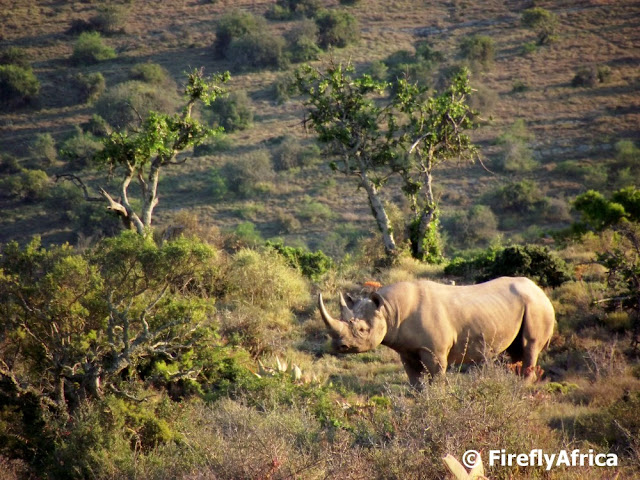 It's #WorldRhinoDay - let's take a moment to appreciate our heroes and conservationists that work tirelessly for our beautiful rhinos. #ConservationAfrica #SaveourRhinos #HandsofOurWildlife