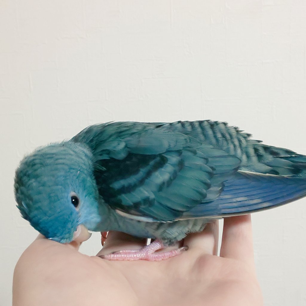 hn_buncho's tweet photo. あまり浮上してませんでしたがその間に２羽目のサザナミちゃん(コバルトSF♂)をお迎えしていました。今4ヶ月です。ぶんちょと合わせて4羽居るのでとてもにぎやか https://t.co/0gJgCeKQMW