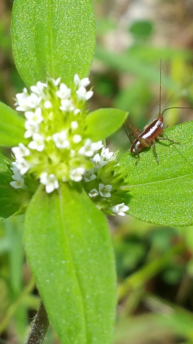 kanchana1411's tweet photo. I couldn't find the names of this tiny plant or the insect.
But anyway just wanted to share these photos☺️
#photography #PhotoOfTheDay #photo #nature #naturelovers #NaturePhotography #flowers #TwitterNatureCommunity #MyPhoto #insects #Entomology #unknownflower https://t.co/gYZv78MD0R