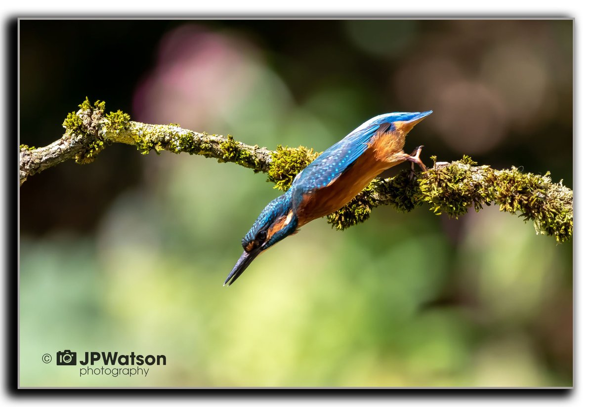 jpwatsonphoto's tweet photo. Kingfisher 
#kingfisher #kingfishers #kingfisherphotography #kingfisherpictures #nature #naturephotography #naturelovers #wildlife #picoftheday #pictureoftheday #canon #birdphotography #bird #jpwatsonphotography #countrylife #countryfile https://t.co/qDKBbFPvAZ