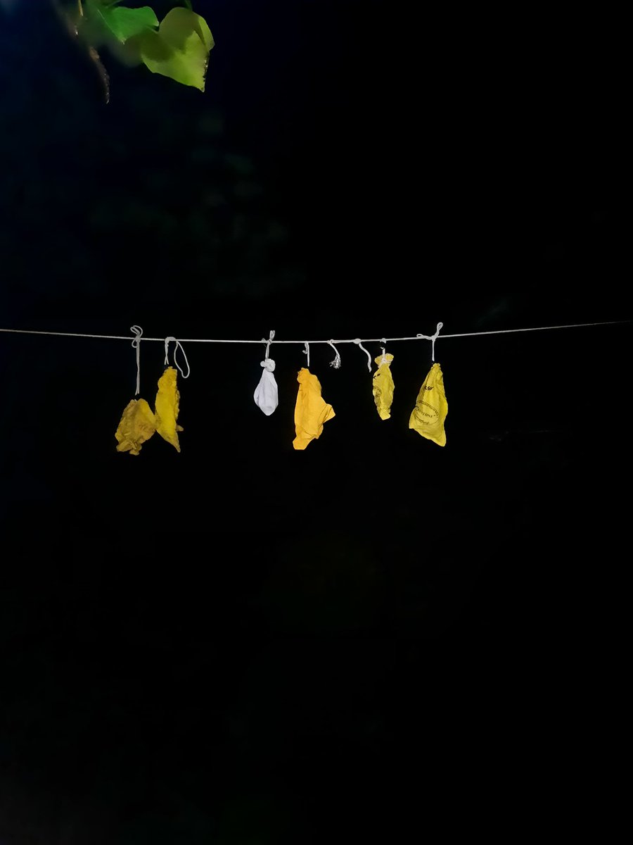 MartaFalzon's tweet photo. Last weekend I attended the bat catching course in South Limburg. The course teaches a standardised and ethical way to research and catch bats. Despite the bad weather, we managed to go through with fieldwork and it was a great success 🙌 #batresearch  #vleermuizenvangkamp2022 https://t.co/7u28hYjmT9