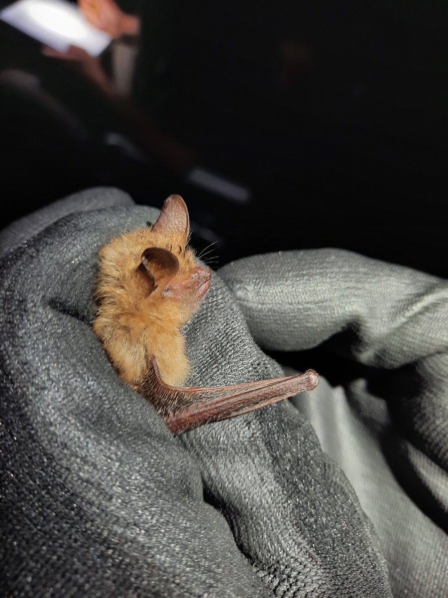 MartaFalzon's tweet photo. Last weekend I attended the bat catching course in South Limburg. The course teaches a standardised and ethical way to research and catch bats. Despite the bad weather, we managed to go through with fieldwork and it was a great success 🙌 #batresearch  #vleermuizenvangkamp2022 https://t.co/7u28hYjmT9